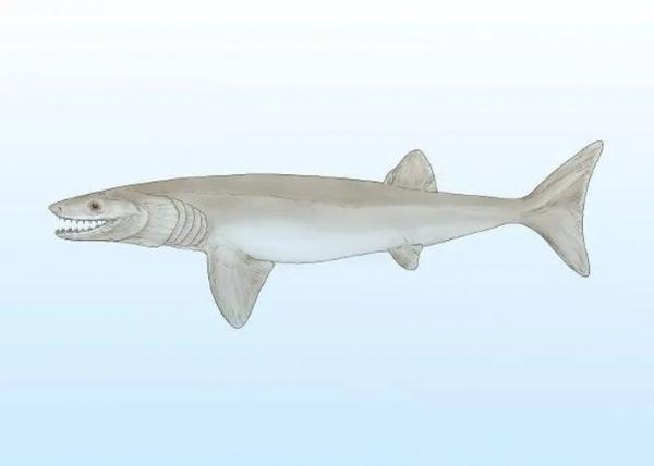 Mỹ: Phát hiện loài cá mập 324 triệu tuổi “sinh ra từ cõi chết”