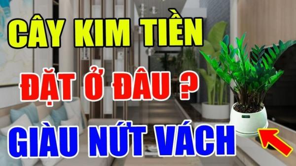 Vị trí đặt Kim Tiền giàu nứt vách: Trong nhà chỉ cần 1 cây thôi cũng đủ phát tài