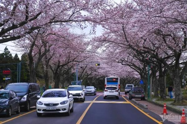 Đảo tình yêu nổi tiếng Hàn Quốc đẹp mê hoặc trong sắc hồng hoa anh đào