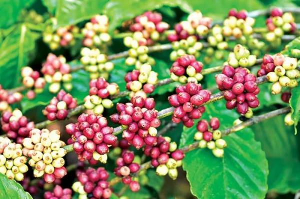 Nguồn cung hạn chế, giá cà phê tiến sát mức kỷ lục 100.000 đồng/kg