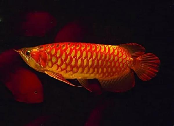 Top loài cá đắt đỏ nhất hành tinh, số 1 trong Sách Đỏ Việt Nam