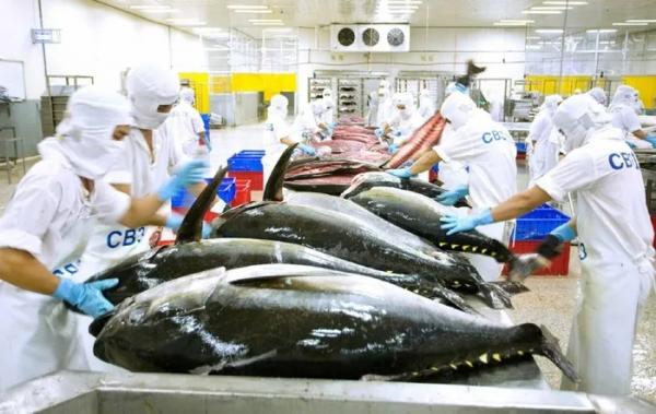 Xuất khẩu cá ngừ Việt Nam sang Chile tăng gần gấp đôi