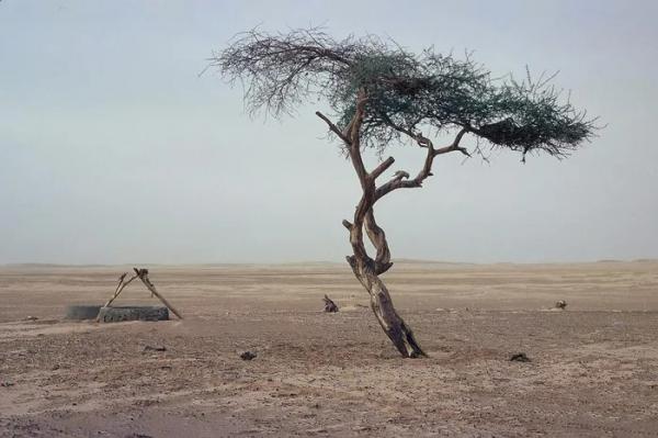 Loài cây cô độc nhất hành tinh, ngọn hải đăng duy nhất giữa sa mạc