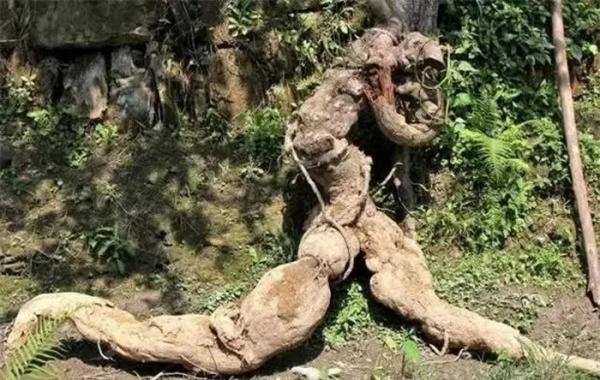 Vô tình đào được củ sắn dây hình người, anh nông dân vớ tiền tỷ
