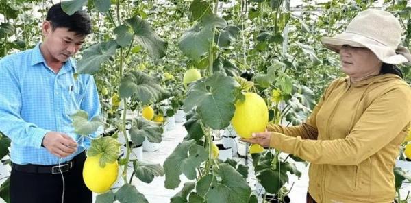 Dưa lưới công nghệ cao bén duyên rú cát