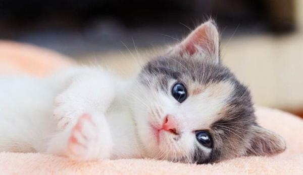 Sau Tết Đoan Ngọ: 3 tuổi như Hổ mọc thêm cánh, tiền của đổ về như nước lũ