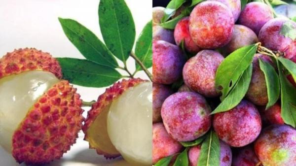 Vì sao nhiều người bị nổi mụn khi ăn mận, vải, mít xoài? Có phải vì trái cây “nóng”?