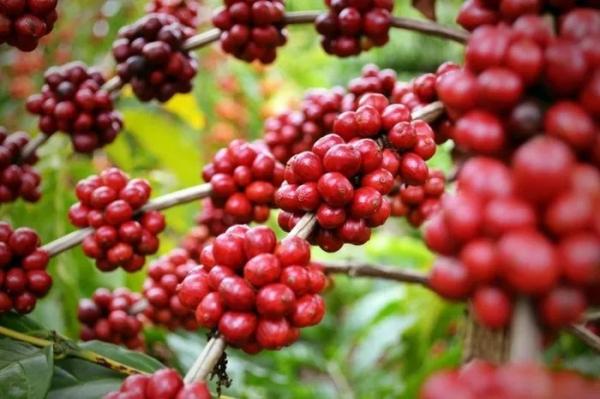 Áp lực đầu cơ, giá cà phê diễn biến khó lường