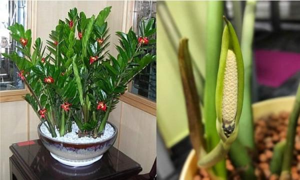 3 loài cây này nở hoa: Điềm báo may mắn gia chủ tiền vào như nước