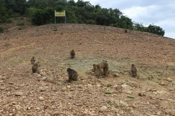 Tận thấy đàn khỉ quý hiếm ở vườn Quốc gia Vũ Quang