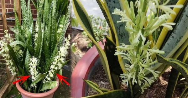 3 loại cây cảnh chỉ nở hoa khi thần Tài đến, nhà ai có tha hồ mà hưởng lộc