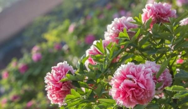 Cổ nhân nói, “Nhà có ngũ phúc, càng sống lâu càng thoải mái, tài phú đủ cả”: Ngũ phúc là gì?