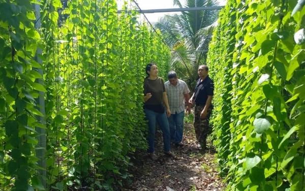 Trồng loại lá ‘vàng’ cứ hái là ra tiền, nông dân kiếm 2 tỉ/năm