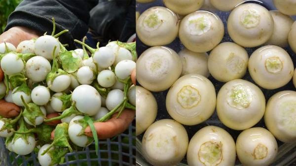 Người xưa có câu “1 trái cà bằng 3 chén thuốc”: Ăn cà có độc không?