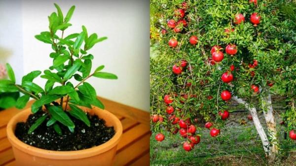 Cây cảnh mùa hè rực rỡ mùa thu treo đèn lễ hội, trồng trước nhà thu hút giàu có