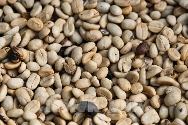 Những “cơn gió ngược” cho thị trường cà phê châu Âu