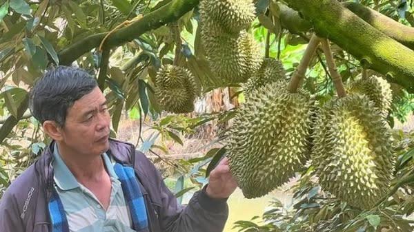 Anh nông dân nhẹ nhàng đút túi 8 tỷ đồng nhờ trồng cây “ngả theo chiều gió”
