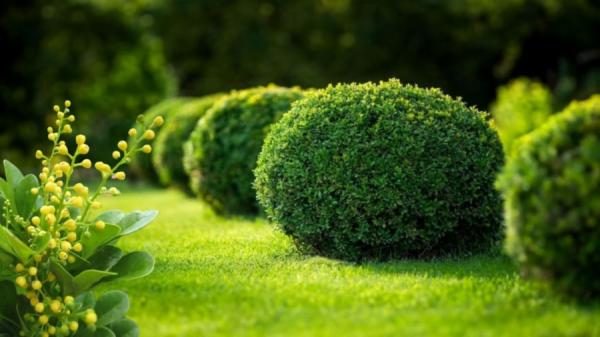 Trồng cây này trước nhà trấn trạch an gia, hài hòa tính khí các thành viên, gia đình êm ấm khỏe mạnh