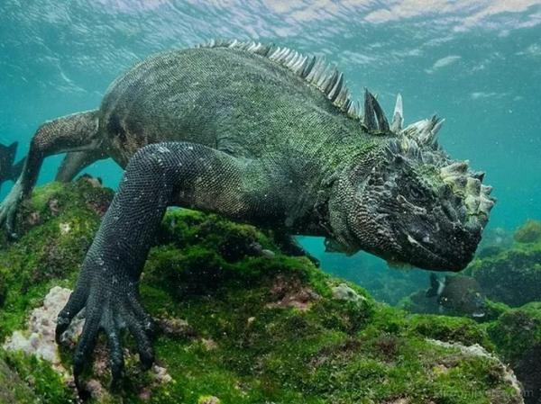 Khiếp sợ “quái vật Godzilla” ngoài đời thực, rất gần con người