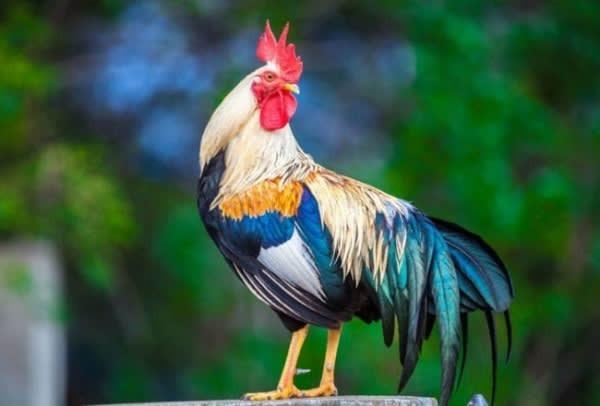 Thần Tài gọi tên: 3 tuổi được ghi danh sổ Vàng giàu số 2, không ai là số 1 trong 90 ngày tới