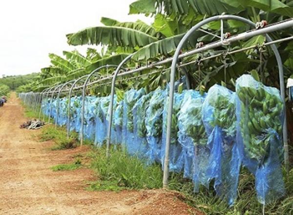 HAGL Agrico tiếp tục gặp khó khăn, báo lỗ quý thứ 13 liên tiếp