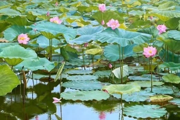 Vì sao bức tranh “Mùa sen” gây sốt mạng xã hội?