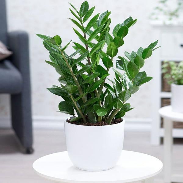 5 cây cảnh được người giàu trồng nhiều ở ban công, vừa thu hút tài lộc vừa tốt cho sức khỏe