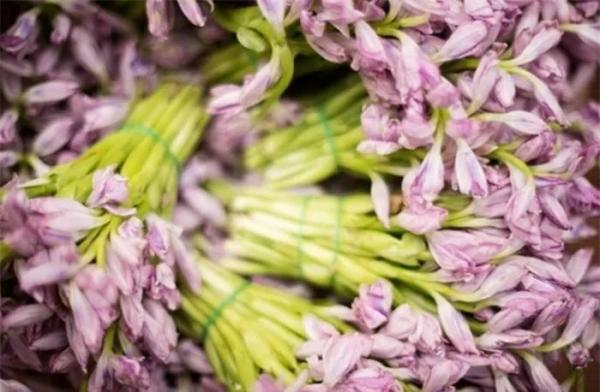 Loại cây cỏ của Việt Nam là thuốc quý ít ai biết, tại phương Tây được săn lùng như thuốc quý