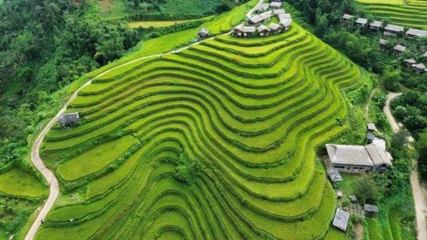 Ruộng bậc thang Thông Nguyên mùa lúa chín