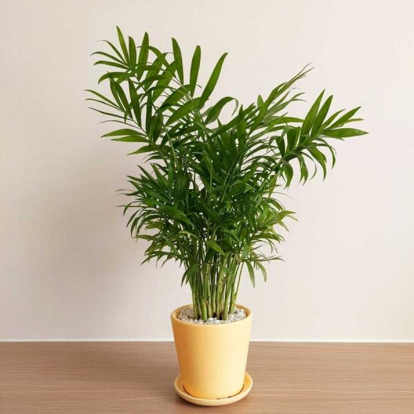 Tổ tiên nói phòng khách có 5 loại cây này, 3 đời giàu sang của ăn không hết