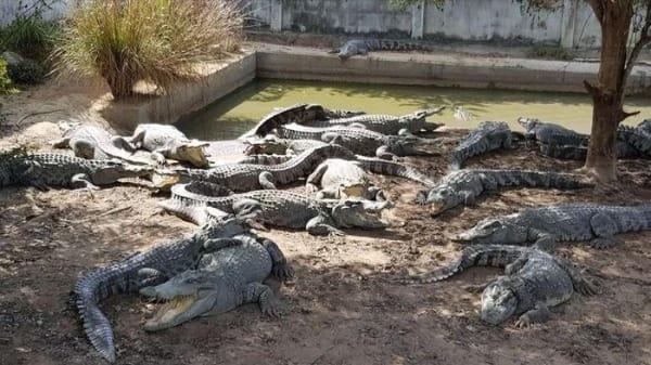 Mưa bão Yagi, trang trại đành giết 125 con cá sấu lo chúng tràn ra cộng đồng