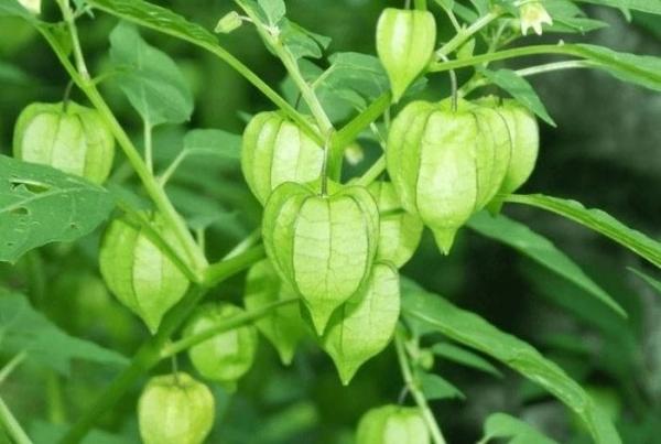 Loại cây nhiều người Việt chỉ coi là cỏ dại nhưng lại chữa đủ thứ bệnh