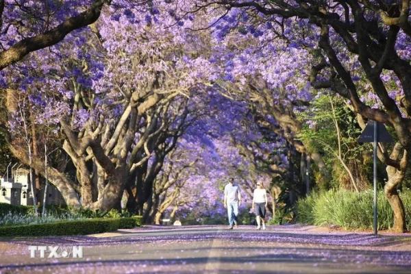 Mùa Xuân rực rỡ sắc tím hoa Jacaranda tại thủ đô của Nam Phi