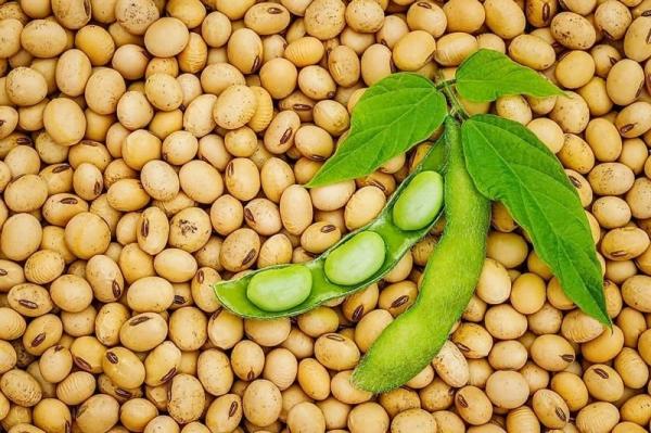 Đậu nành, đậu đỏ, đậu xanh hay đậu đen: Loại nào tốt cho sức khỏe hơn cả?