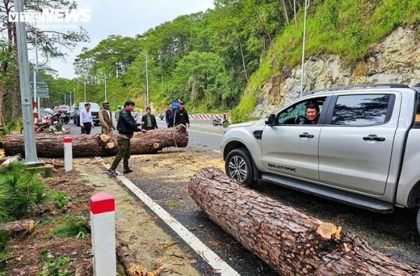 Thông cổ thụ ngã đổ, chắn ngang đèo Prenn Đà Lạt