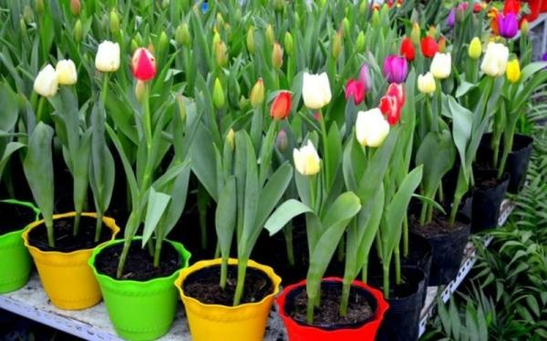 6 loại hoa đẹp đến mấy cũng đừng trưng bày trong nhà kẻo phá tài lộc