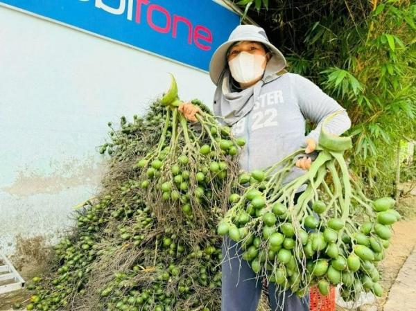 Giá cau đột ngột “trèo cao, té đau” và bài học mãi chưa thuộc của nông sản Việt