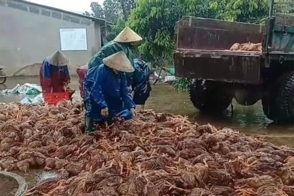 Lũ lên nhanh làm chết hàng chục nghìn con gà, các hộ dân thiệt hại gần 4 tỷ đồng