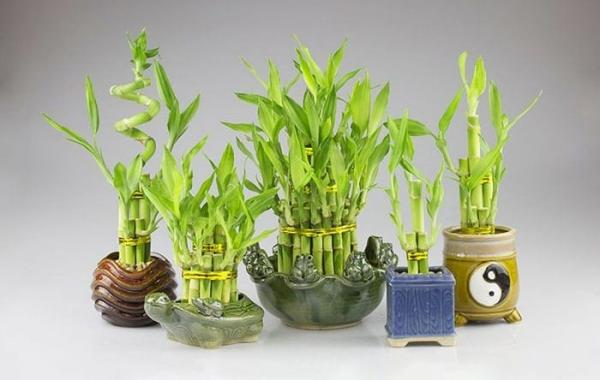 Trong nhà xuất hiện loại cây này, gia chủ sẽ đổi vận, Thần Tài gõ cửa, tiền nhiều như nước sông Đà