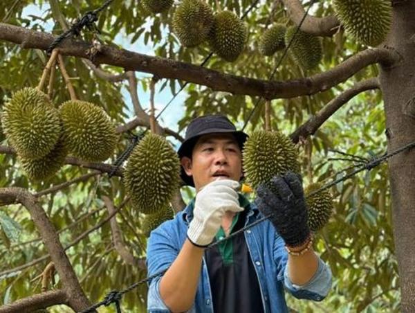 Trung Quốc tăng nhập sầu riêng, cau Việt Nam