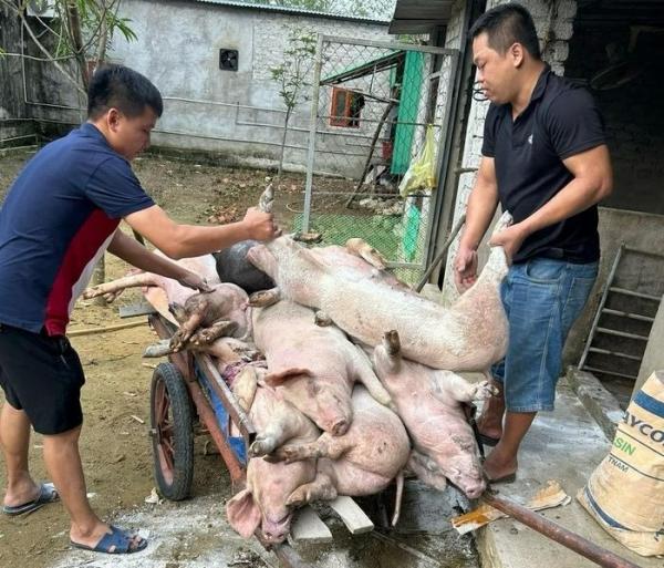 Tiêu hủy gần 5.000 con lợn trong vùng nhiễm dịch tả lợn châu Phi