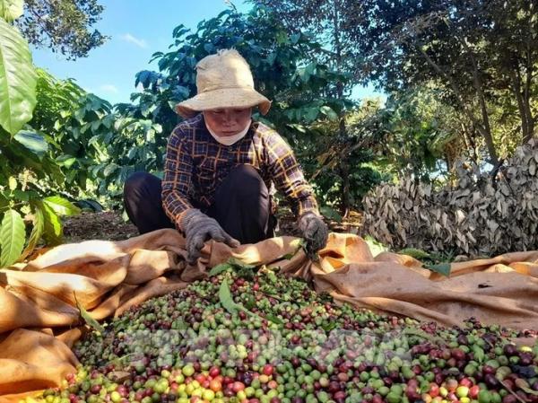 Giá cà phê thế giới thiết lập mức kỷ lục mới