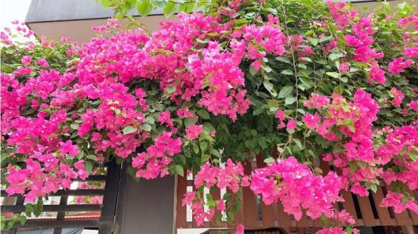 Từ nay đến tết, mỗi ngày tưới một chút nước này cho hoa giấy để hoa nở đúng dịp