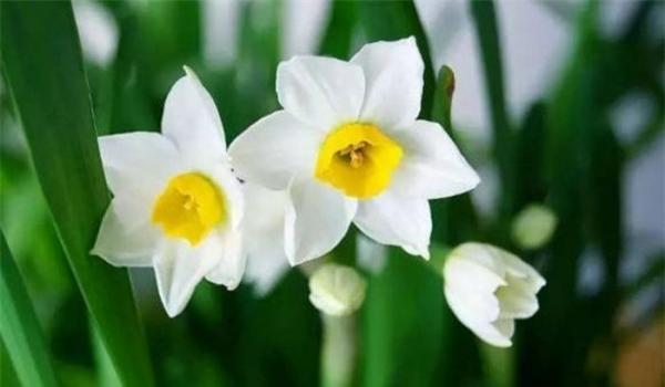 Cổ nhân dặn: “Hoa độc vào nhà, tiền của thất thoát, làm giàu khó khăn”, đó là hoa gì?