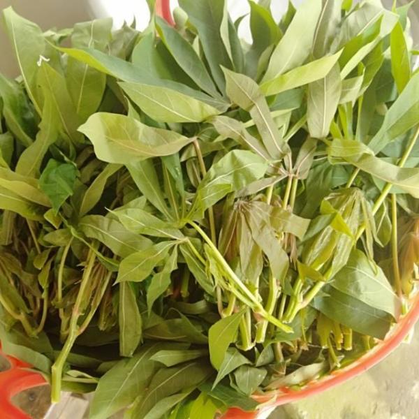 Loại lá xưa cho lợn ăn giờ thành đặc sản ‘hái ra tiền’, giá 50.000 đồng/kg còn được xuất khẩu