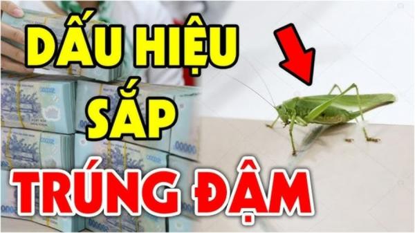 5 loài vật đệ tử Thần Tài bước vào điềm báo phát tài đang tới: Chỉ 1/5 cũng giàu có