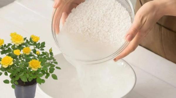 Thứ bỏ đi này lại là “dinh dưỡng vàng” cho cây hoa hồng, chăm chỉ tưới cây xanh cành mập hoa nở rực rỡ