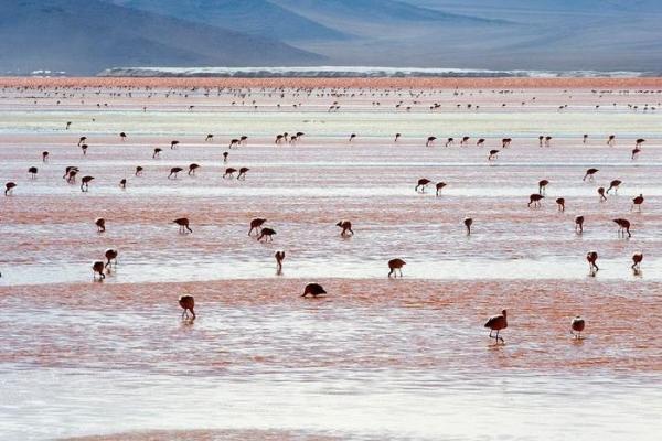 Mê mẩn hồ nước đỏ Laguna Colorada, nơi dừng chân của hàng nghìn con hồng hạc