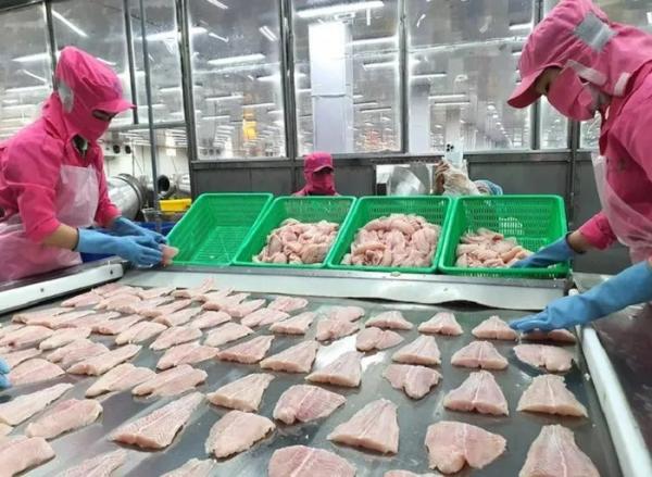 Xuất khẩu cá tra thuận lợi, giá tăng cao ngay từ đầu năm mới