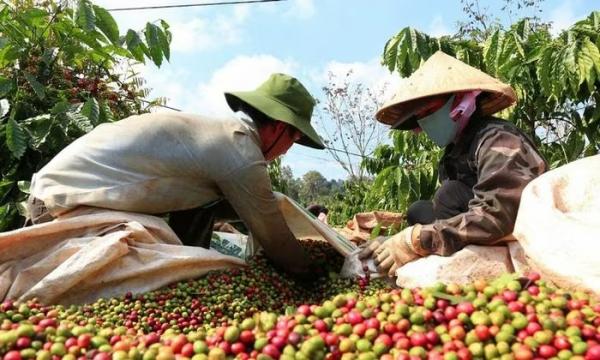 Xuất khẩu cà phê gặt hái những “trái ngọt”